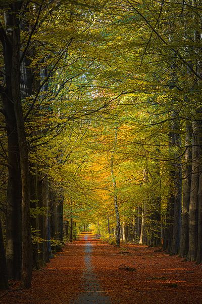 L'automne au cœur de la Drenthe par Henk Meijer Photography