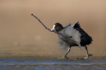 Black Coot / Eurasian Coot + Fulica atra * carrying a long stick sur wunderbare Erde