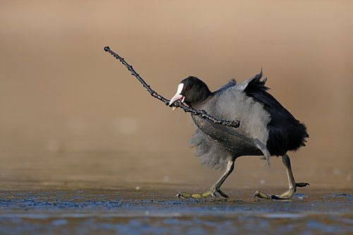 Blässralle *Fulica atra* mit Nistmaterial