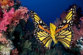 vlinder vis van Dray van Beeck