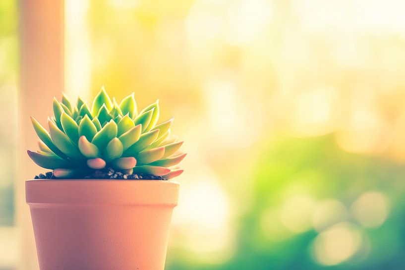 Sun-loving succulent in a pot by Poster Art Shop