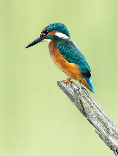 Kingfisher