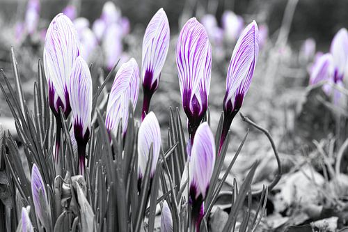 Crocuses