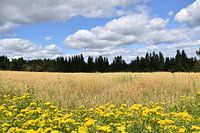 An oat field in summer