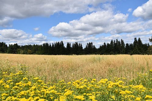 Ein Haferfeld im Sommer