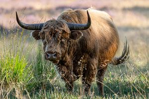 schottischer Highlander