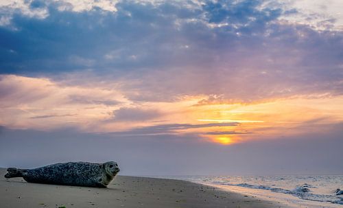 Zeehond Texel zonsondergang