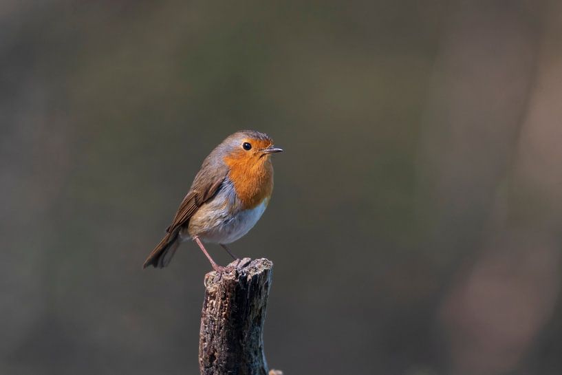 robin von Merijn Loch