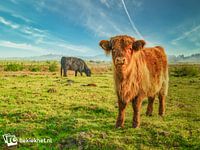 La jeune vache écossaise des Highlands