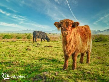 La jeune vache écossaise des Highlands sur Bekiekhet.nl