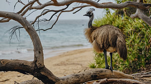 Der Wächter der Küste