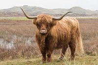 Schotse Hooglander