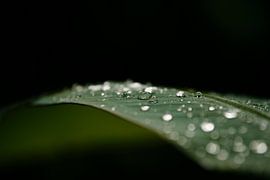 Drop by drop by Dominique Rörtgen Fotografie