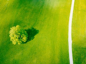 Baum auf einer frischgrünen Almwiese im Frühling, gesehen von von Sjoerd van der Wal Fotografie