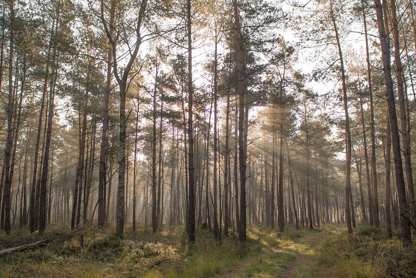 Licht door de bomen by Hans Krenger