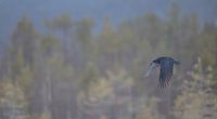 Raaf / Raven