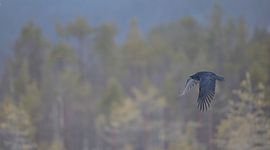 Raaf / Raven by Pascal De Munck