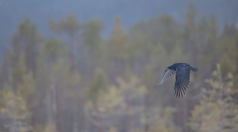 Raaf / Raven by Pascal De Munck