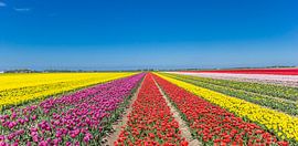 Panorama der bunten Tulpen im Noordoostpolder von Marc Venema
