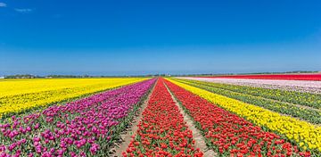 Panorama of a colorful tulips field in Noordoostpolder, Holland by Marc Venema