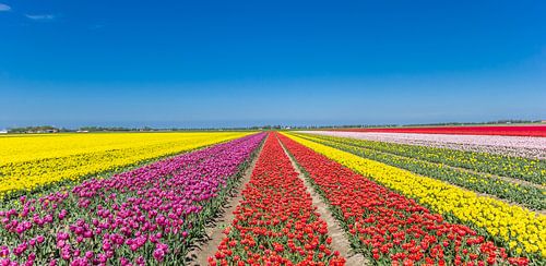Panorama of a colorful tulips field in Noordoostpolder, Holland