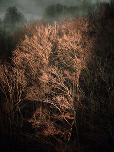 Kahler Winterwald