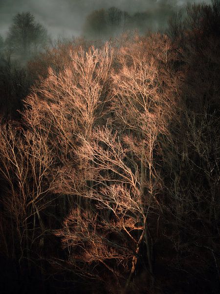 Forêt d'hiver dénudée par Max Schiefele