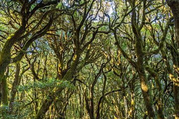Forêt vierge de La Gomera sur Peter Schickert
