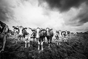 Cows in the rain sur Jordy Kortekaas