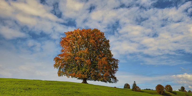 Le hêtre dans l'Allgäu par Walter G. Allgöwer