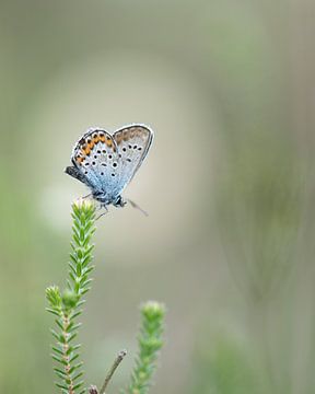 Heideblauwtje in de spotlights van Liliane Jaspers