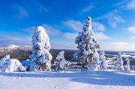 Landschap met sneeuw in de winter in Ruka, Finland van Rico Ködder thumbnail