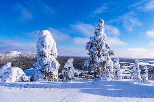 Landschap met sneeuw in de winter in Ruka, Finland