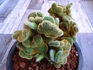 Kamerplant: SciFi Cactus 1-2