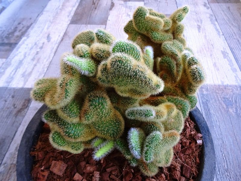 Kamerplant: SciFi Cactus 1-2 by MoArt (Maurice Heuts)