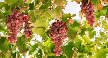 Verse rijpe rode druiventros bij wijngaard van Alex Winter