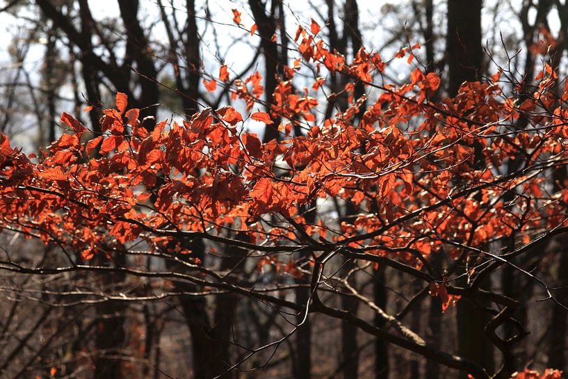 Early Spring by Thomas Jäger