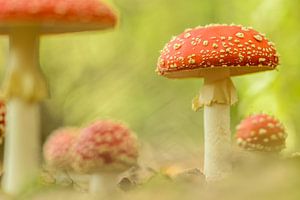 Vliegenzwammen in het bos