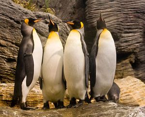 Koningspinguins