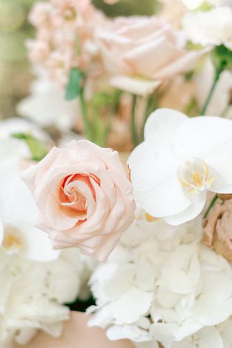 Rose ancienne et fleur blanche - couleurs pastel