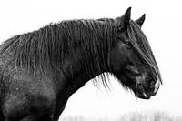 Schwarzes Tinkerpferd
