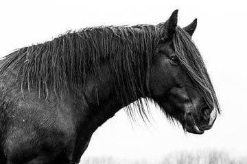 Zwart tinker paard van Lina Heirwegh
