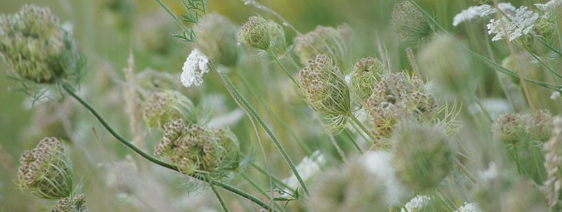 Bloemen en schermen van Niek Traas
