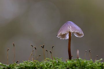 Pilz im Wald von Munnichs von Jack's Eye