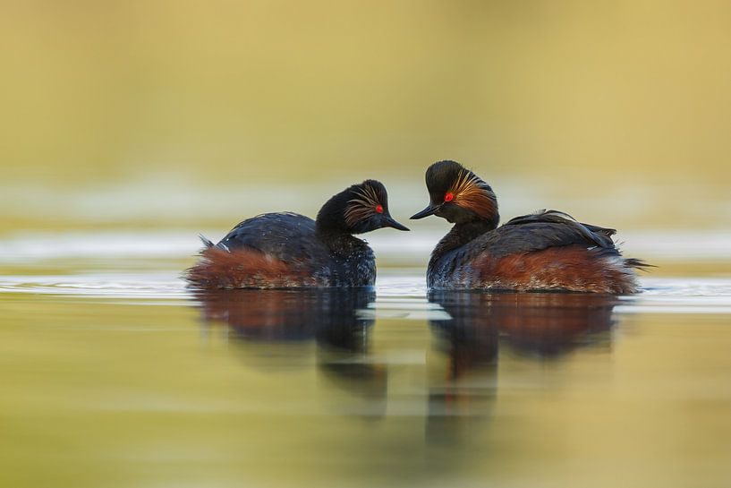 Geoorde fuut par Menno Schaefer