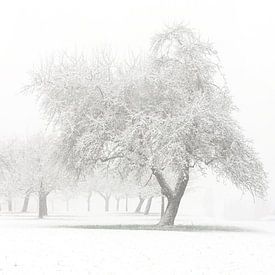 snowy landscape by Jana Behr