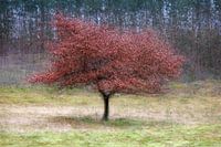 Rondom een eikenboom