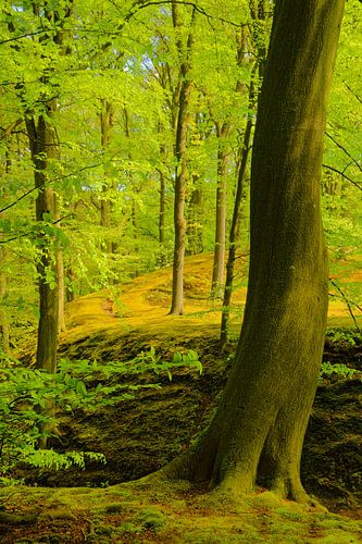 Tree in spring by Michel van Kooten
