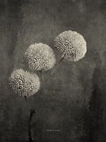 Allium