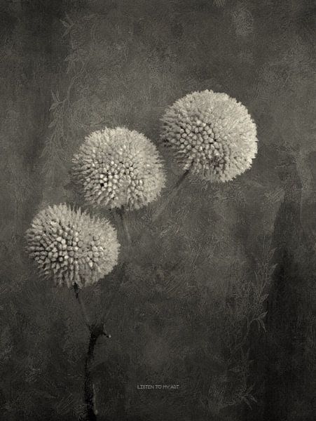 Allium by Wil Vervenne